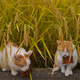 Image for article titled Cats Are the Cutest Guides to Japan